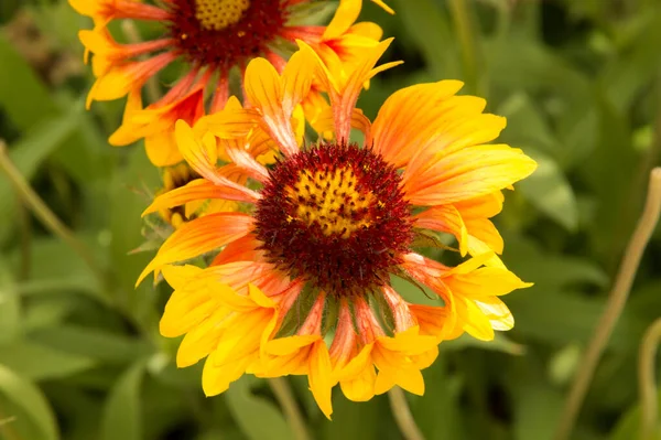 Yakın plan: sarı kenarlı yapraklı turuncu gaillardiya.