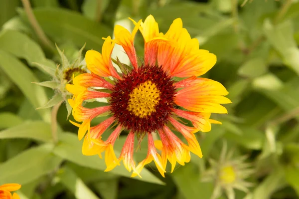 Yakın plan: sarı kenarlı yapraklı turuncu gaillardiya.