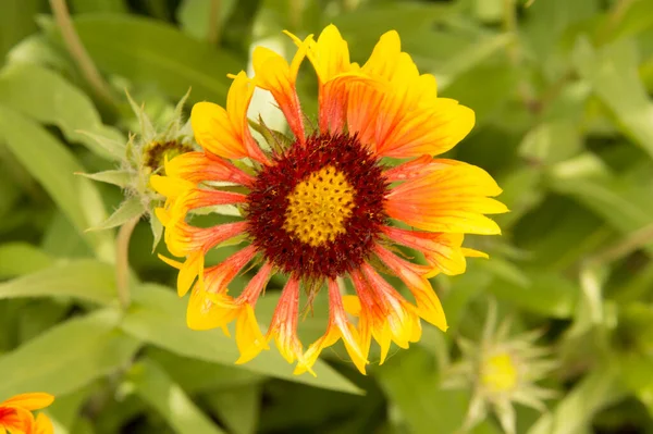 Yakın plan: sarı kenarlı yapraklı turuncu gaillardiya.