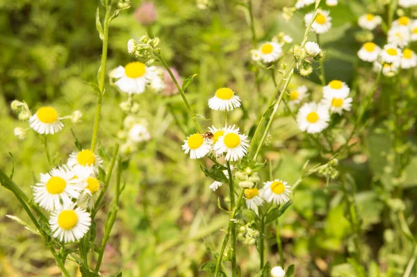 Yakın plan: üzerinde küçük kırmızı bir böcek olan papatya demetleri 