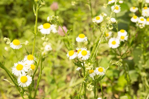 Yakın plan: üzerinde küçük kırmızı bir böcek olan papatya demetleri 