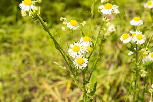 Yakın plan: şeritte papatya sürüsü