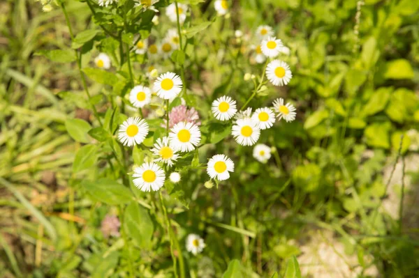 Yakın plan: şeritte papatya sürüsü