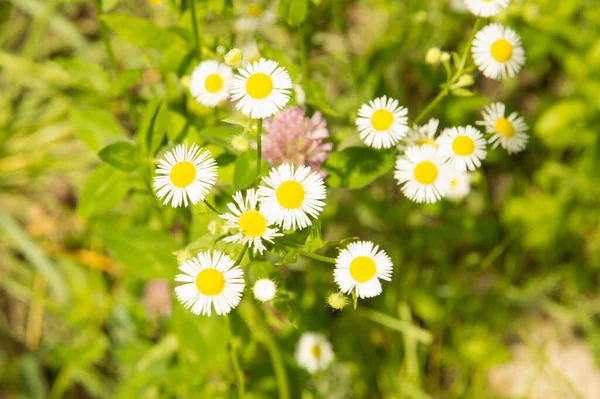 Yakın plan: şeritte papatya sürüsü