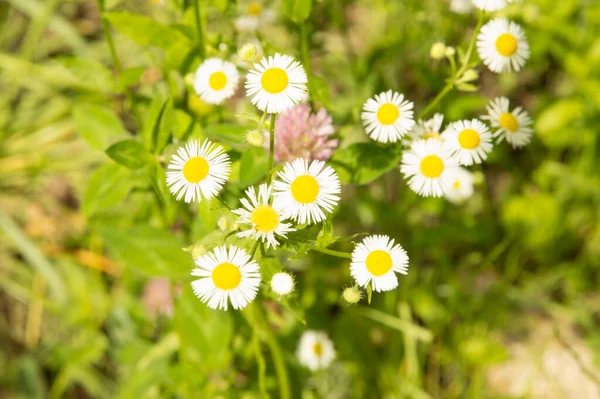Yakın plan: şeritte papatya sürüsü