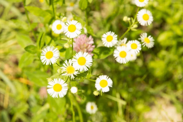 Yakın plan: şeritte papatya sürüsü