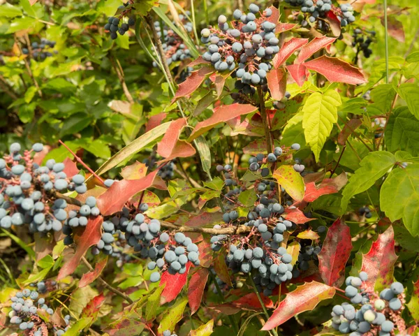 Oregon üzümlü, koyu mor böğürtlenli.