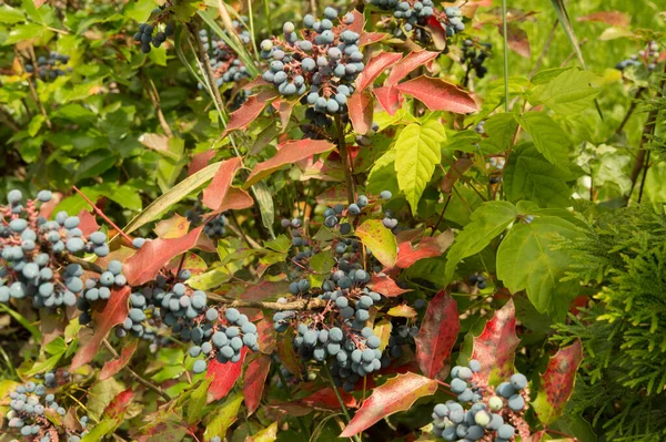 Oregon üzümlü, koyu mor böğürtlenli.