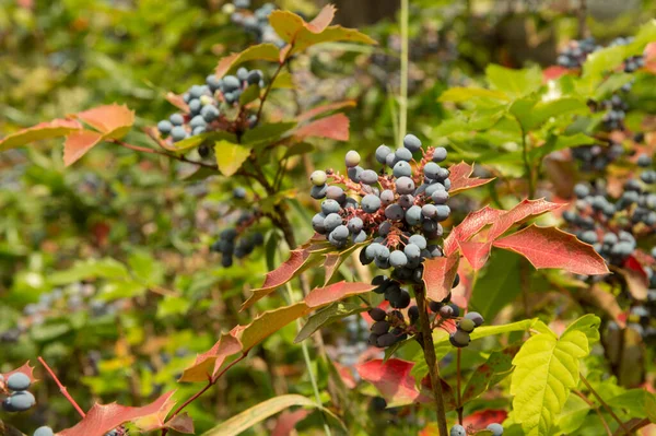 Oregon üzümlü, koyu mor böğürtlenli.