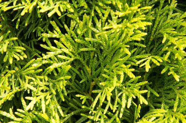 Yakın plan: Sabahın ilk ışıklarında thuja çalısı