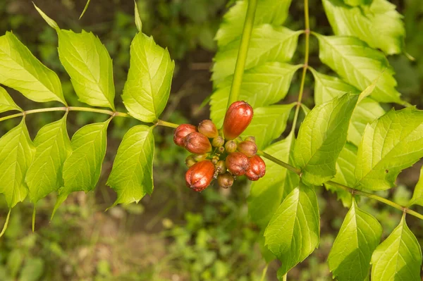Yakın plan: turuncu trompet sarmaşığı çiçekleri 