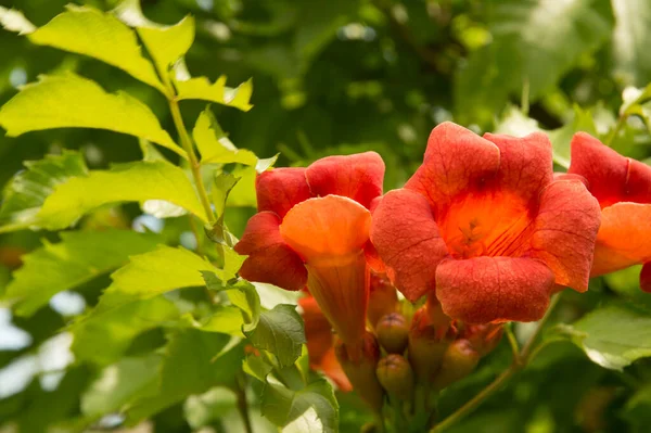 Yakın plan: turuncu trompet sarmaşığı çiçekleri 