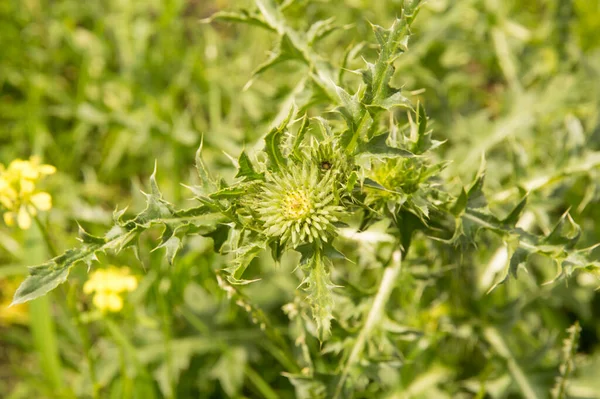 Yakın plan: Çiçeksiz devedikeni