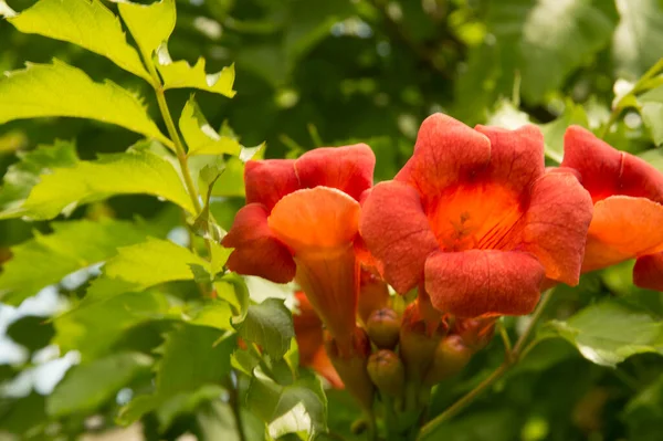 クローズアップ オレンジ色のトランペットクリーパーの花 — ストック写真
