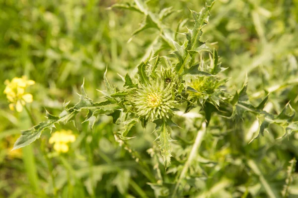 Yakın plan: Çiçeksiz devedikeni