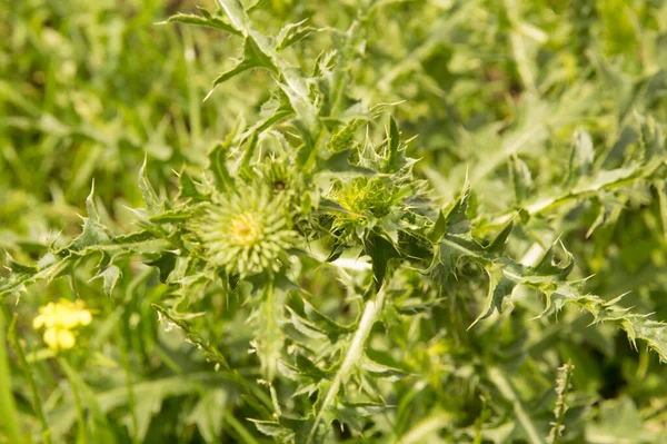 Yakın plan: Çiçeksiz devedikeni
