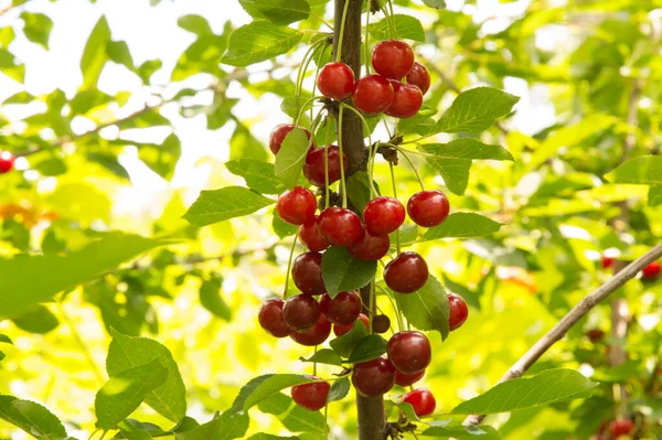 Yakın plan: bol kırmızı kirazlı dallar