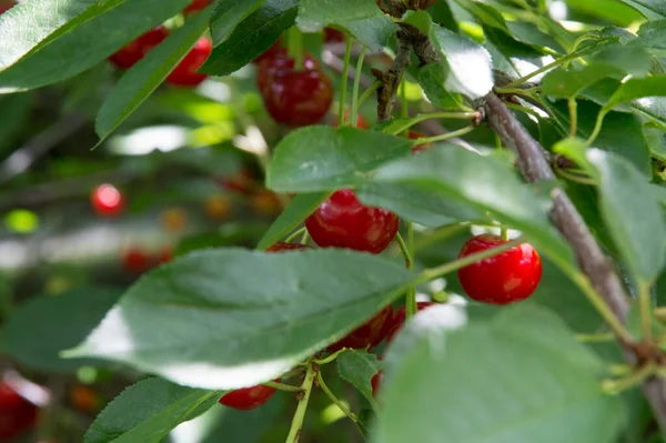 Yakın plan: bol kırmızı kirazlı dallar