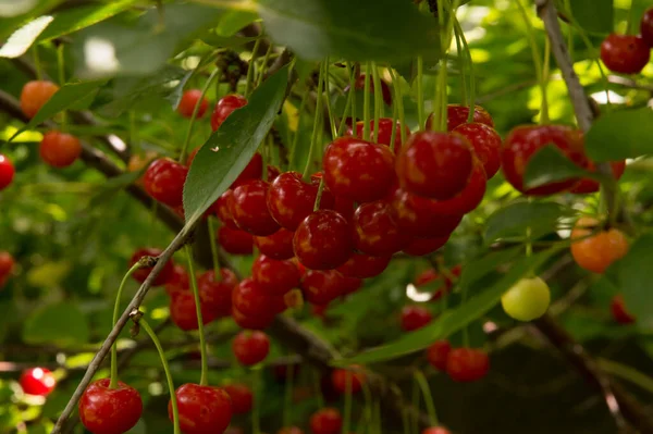 Yakın plan: bol kırmızı kirazlı dallar