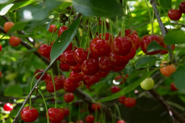 Yakın plan: bol kırmızı kirazlı dallar
