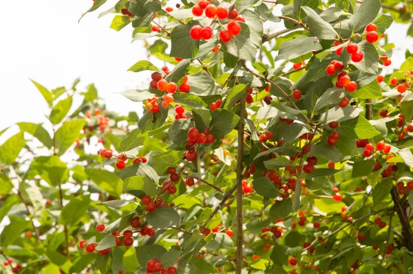 Yakın plan: sinekliğin kırmızı böğürtlenleri