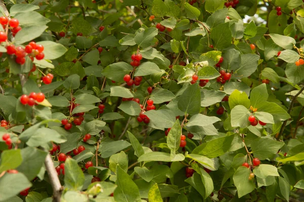 Yakın plan: sinekliğin kırmızı böğürtlenleri