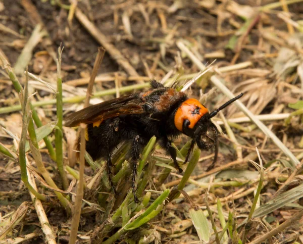 Yakın plan: Kurumuş çimenlerin üzerinde eşek arısı