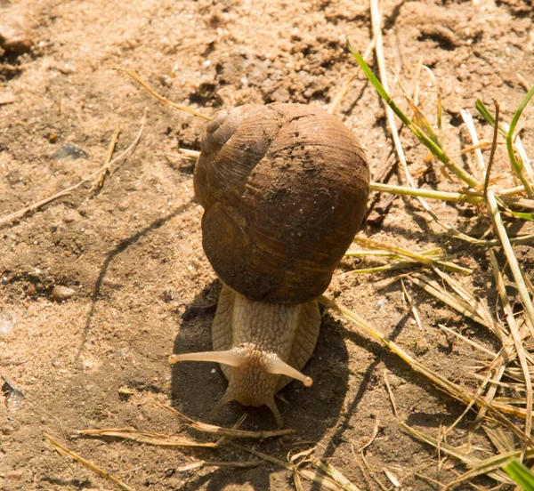 Close Caracol Terra Seca Torno Grama Verde — Fotografia de Stock