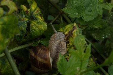 Yakın plan: salyangoz yiyen ortak hop yaprakları