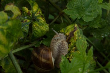Yakın plan: salyangoz yiyen ortak hop yaprakları