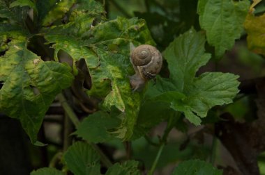 Yakın plan: salyangoz yiyen ortak hop yaprakları
