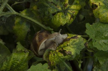 Yakın plan: salyangoz yiyen ortak hop yaprakları