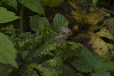 Yakın plan: salyangoz yiyen ortak hop yaprakları