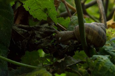Yakın plan: salyangoz yiyen ortak hop yaprakları