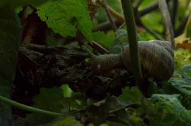 Yakın plan: salyangoz yiyen ortak hop yaprakları