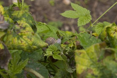 Yakın plan: küçük güzel salyangoz sağa bakıyor.