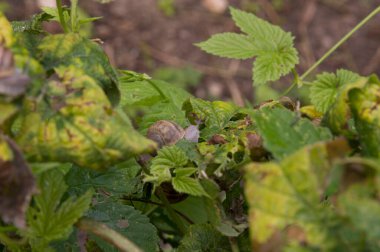 Yakın plan: küçük güzel salyangoz sağa bakıyor.