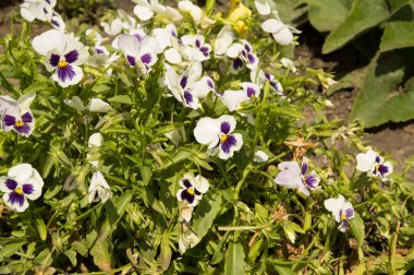 Yakın plan: mor benekli beyaz nemofila