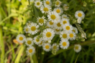 Yakın plan: şeritte papatya sürüsü