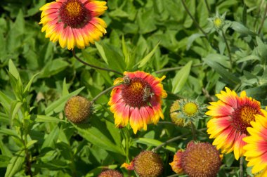 Yakın plan: Gaillardia çiçekleri ve iki arı bal çiği topluyor.