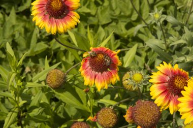 Yakın plan: Gaillardia çiçekleri ve iki arı bal çiği topluyor.
