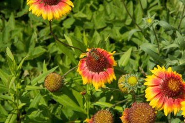 Yakın plan: Gaillardia çiçekleri ve iki arı bal çiği topluyor.