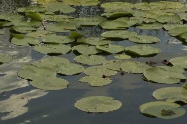 Yapay göl, sarı nilüferli büyük yuvarlak yapraklar.