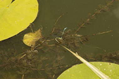 Yapay göldeki büyük su zambağı yapraklarının yanında çamurdaki iki ortak mavi kızböceği.