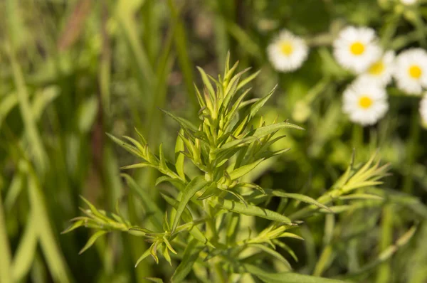 close-up: bunches of plant with thin leaves