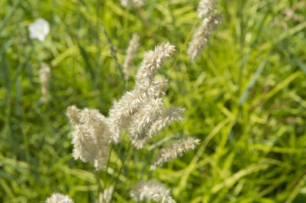 Yakın plan: Büyük sarı dikenli çalılar