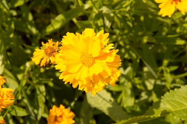 Nahaufnahme Gelbe Blüten Von Coreopsis — Stockfoto