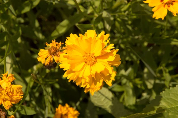 Yakın plan: Koreopsis 'in sarı çiçekleri