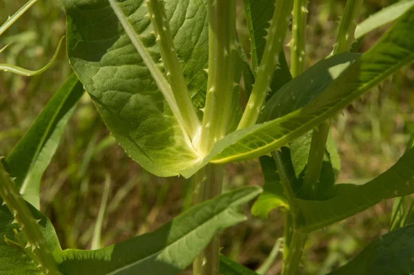 Close Πράσινο Φυτό Του Γλυκού Meedle Μέρος Του Στελέχους Αγκάθια — Φωτογραφία Αρχείου