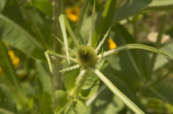 Primo Piano Fiore Verde Della Pianta Del Teasel Visto Dall — Foto Stock